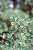 Viburnum mongolicum flowers