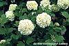 Viburnum opulus flowers