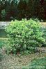 Viburnum opulus 'Aureum' habit