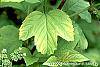 Viburnum opulus 'Aureum' leaves