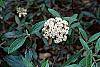 Viburnum x pragense flowers