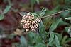 Viburnum x pragense flowers