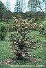 Viburnum plicatum forma tomentosum 'Kern's Pink' habit