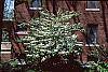 Viburnum plicatum forma tomentosum 'Mariesii' habit