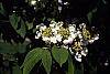Viburnum plicatum forma tomentosum 'Mariesii'