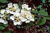 Viburnum plicatum forma tomentosum 'Mariesii' flowers