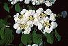 Viburnum plicatum forma tomentosum 'Mariesii' flowers