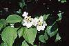 Viburnum plicatum forma tomentosum 'Mariesii' flowers