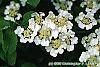 Viburnum plicatum forma tomentosum 'Mariesii' flowers