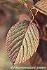 Viburnum plicatum forma tomentosum 'Rotundifolium' fall color