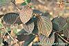 Viburnum plicatum forma tomentosum 'Rotundifolium' fall color