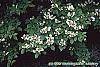 Viburnum plicatum forma tomentosum 'Watanabe' flowers