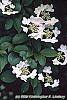 Viburnum plicatum forma tomentosum 'Watanabe' flowers
