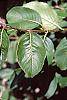 Viburnum prunifolium