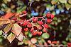 Viburnum prunifolium fruit