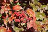 Viburnum prunifolium fruit