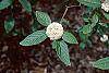 Viburnum x rhytidophylloides flowers