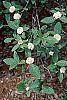 Viburnum x rhytidophylloides flowers