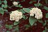 Viburnum x rhytidophylloides 'Willowwood' flowers