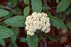 Viburnum x rhytidophylloides 'Willowwood' flowers
