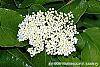 Viburnum rufidulum flowers