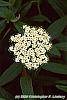 Viburnum rhytidophyllum flowers