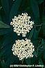 Viburnum rhytidophyllum flowers