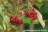 Viburnum sargentii forma calvescens fruit