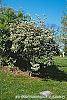 Viburnum setigerum habit