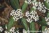 Viburnum setigerum flowers