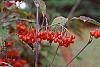 Viburnum setigerum fruit