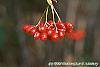 Viburnum setigerum fruit