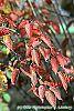 Viburnum setigerum fall color