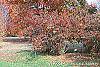Viburnum setigerum fall color