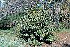 Viburnum sieboldii habit