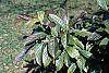 Viburnum sieboldii leaves