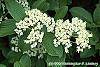 Viburnum sieboldii flowers