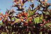 Viburnum trilobum