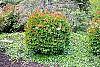 Viburnum trilobum 'Spring Red' habit