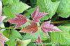 Viburnum trilobum 'Spring Red' leaves