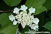 Viburnum trilobum 'Spring Red' flowers
