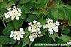 Viburnum trilobum 'Spring Red' flowers