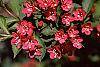 Weigela florida flowers