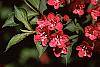 Weigela florida flowers