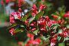 Weigela florida 'Red Prince' flowers