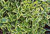 Weigela florida 'Rubigold' leaves