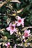 Weigela florida 'Variegata' flowers
