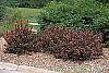 Weigela florida 'Wine and Roses' habit