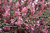 Weigela praecox flowers