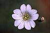 Cerastium tomentosum flowers